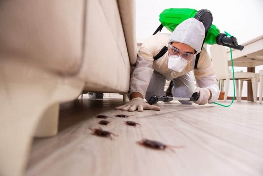 How to Get Rid of Bugs in House Naturally?